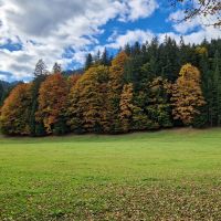 wald_herbstquad